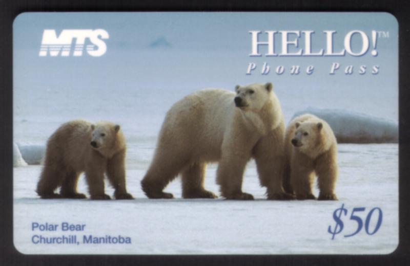 $50. Polar Bear Family In Snow - Churchill Manitoba SEALED
